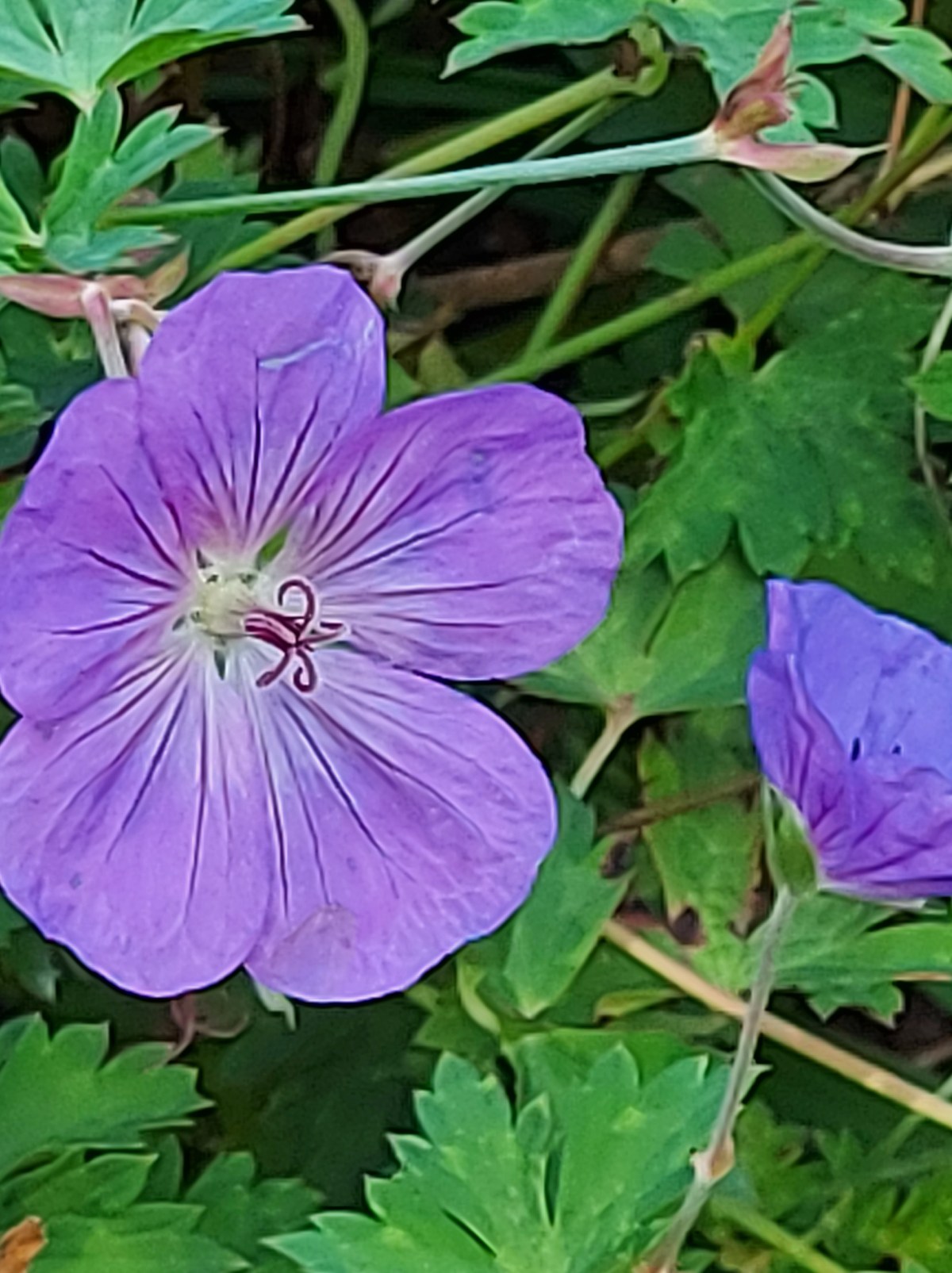 My Ode to Romance Countdown To Valentine&nbsp;Day