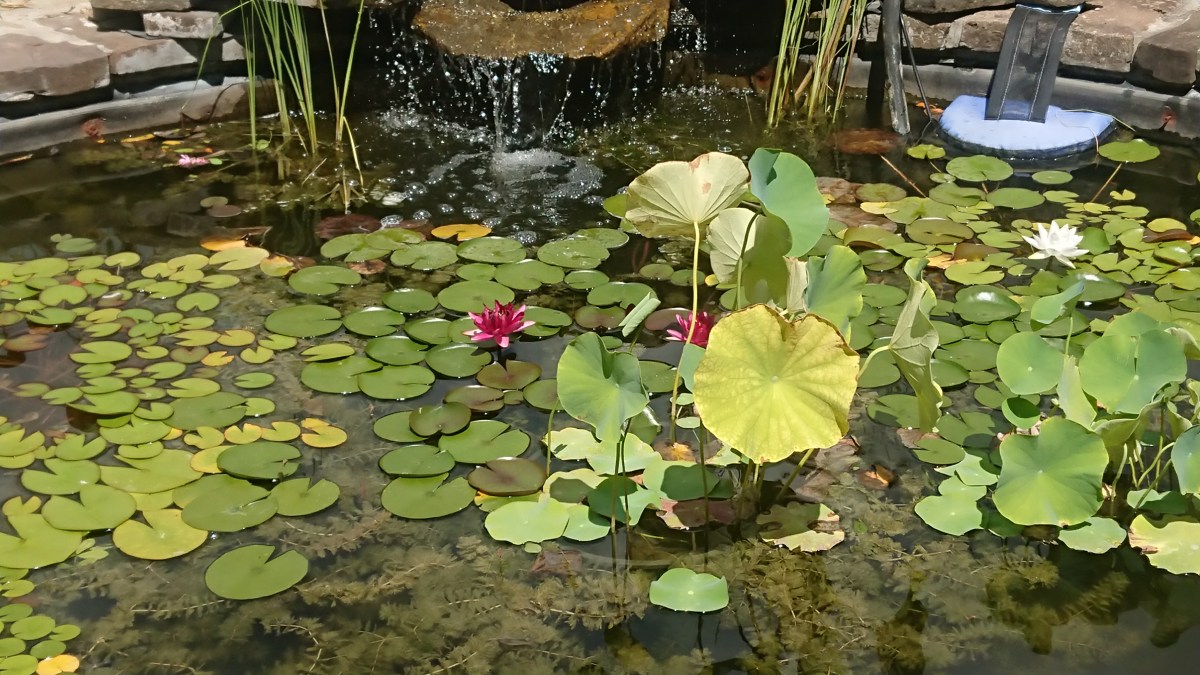 My Ode to Romance Countdown to Valentine’s Day