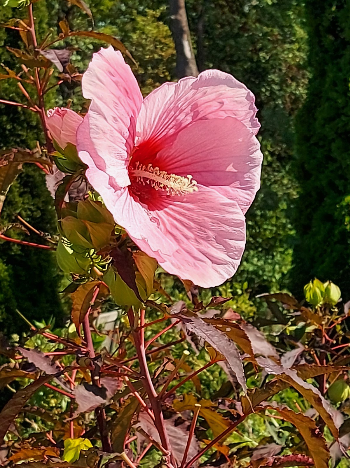 My Ode to Romance Countdown to Valentine’s Day