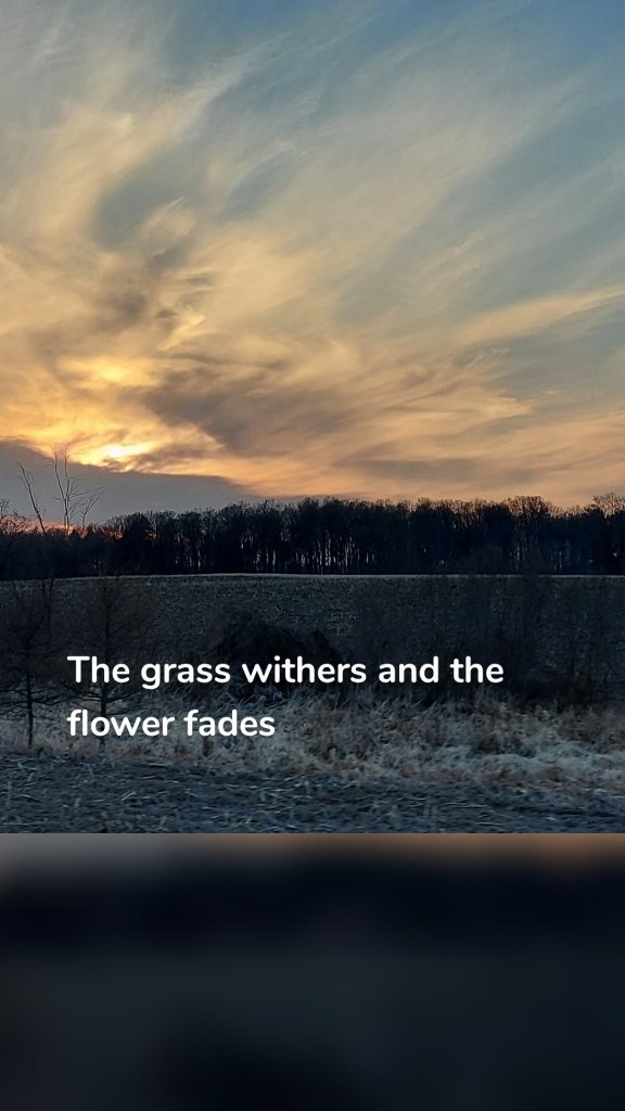 The grass withers and the flower fades